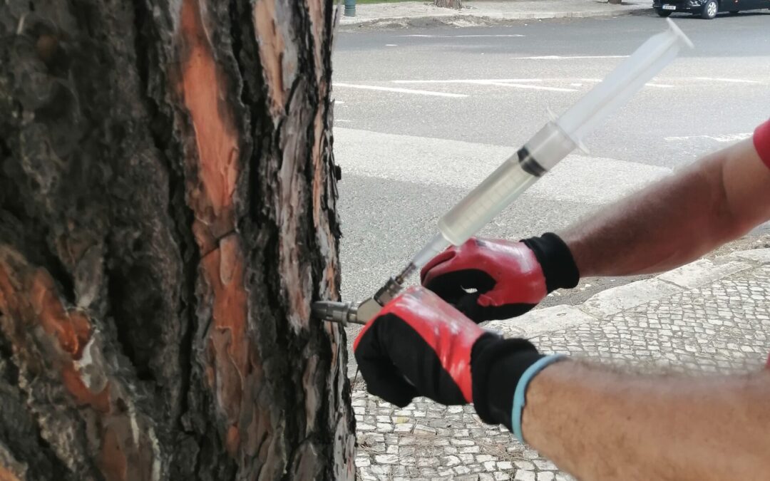 Tratamentos preventivos por endoterapia decorrem durante o mês de outubro